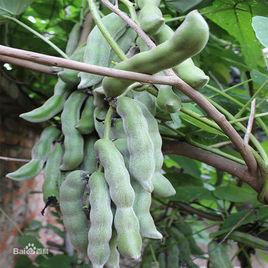 貓豆[豆科植物]