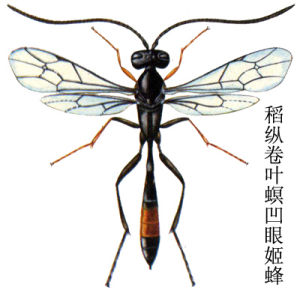 稻縱卷葉螟凹眼姬蜂