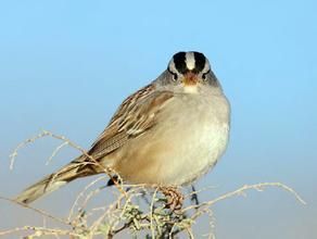 白冠帶鵐 白冠帶鵐