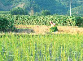 土地流轉補貼政策 土地流轉補貼政策