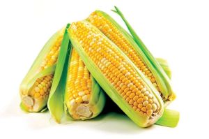 玉米[農作物]