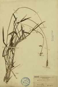 田間鴨嘴草 田間鴨嘴草