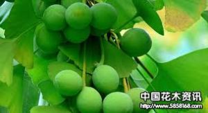 小果穗屬 小果穗屬