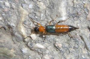 隱翅蟲[鞘翅目隱翅蟲科甲蟲的通稱]