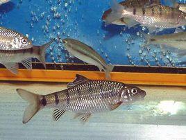 石賓光唇魚 石賓光唇魚