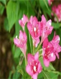 無粉海仙花 無粉海仙花