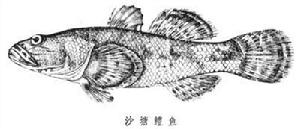 塘鱧魚科 塘鱧魚科