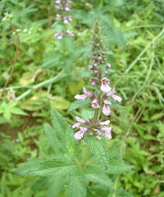 長圓葉椴 長圓葉椴