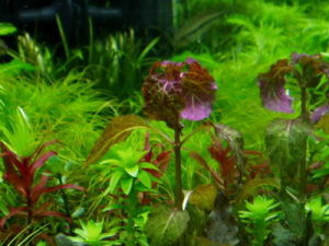 威爾維茨狸藻 威爾維茨狸藻