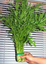 雪菜[十字花目十字花科植物]