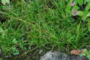 刺毛苔草 刺毛苔草