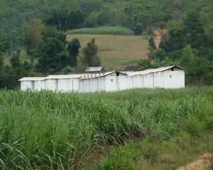 南平自然村 南平自然村