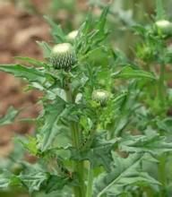 刺苞薊 刺苞薊