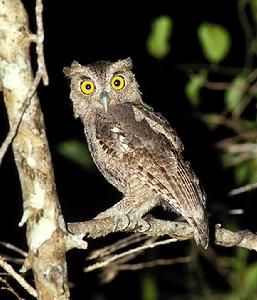 太平洋角鴞 太平洋角鴞