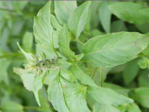 川西荊芥 川西荊芥