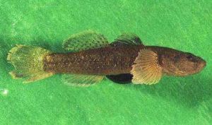 短吻紅斑吻鰕虎魚 短吻紅斑吻鰕虎魚