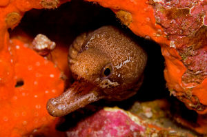 疏條紋裸胸鯙 疏條紋裸胸鯙