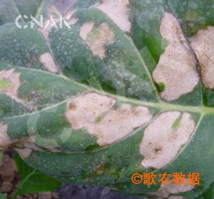 芥菜白鏽病 芥菜白鏽病