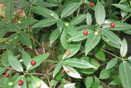 葉上果根 葉上果根