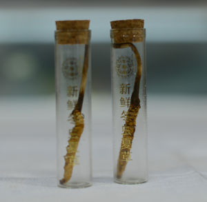 香港千壽堂新鮮冬蟲夏草