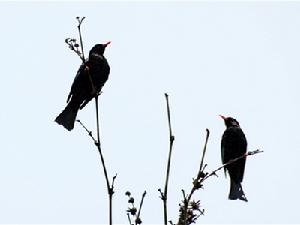 紅嘴黑鴨 紅嘴黑鴨