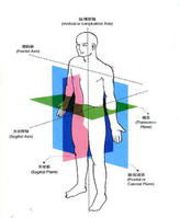 人體解剖學姿勢 人體解剖學姿勢