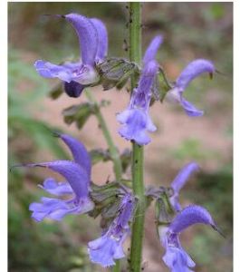 橙香鼠尾草 橙香鼠尾草