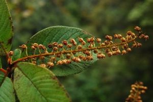 雲南榿葉樹 雲南榿葉樹