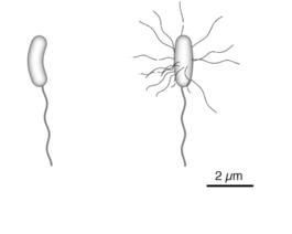 非01霍亂弧菌腸炎