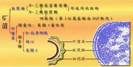 革蘭氏菌 革蘭氏菌