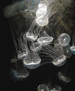 還碳於地球:碳捕獲與封存 還碳於地球:碳捕獲與封存