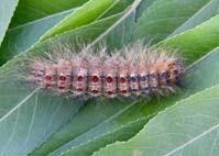 黃褐天幕毛蟲 黃褐天幕毛蟲