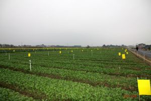 解讀園藝作物標準園創建 解讀園藝作物標準園創建