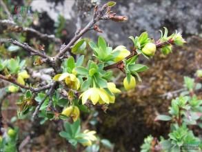 阿墩小檗 阿墩小檗