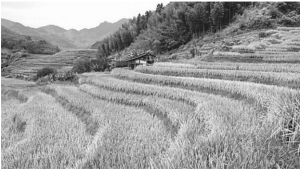 減排水稻