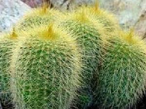 仙人掌科植物欣賞