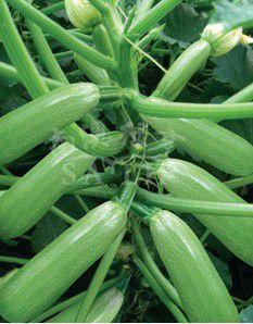 綠寶早熟西葫蘆 綠寶早熟西葫蘆