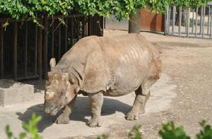 獨角犀牛[獨角犀屬動物通稱]