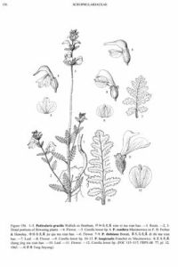 結球馬先蒿 結球馬先蒿