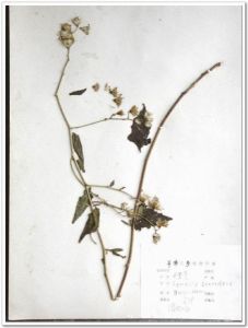 除疹桉九湯 除疹桉九湯