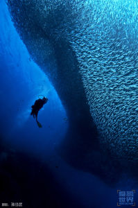 黑尾沙丁魚 黑尾沙丁魚