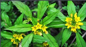 黔陽過路黃 黔陽過路黃