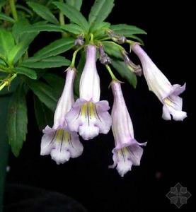 石吊蘭[苦苣苔科吊石苣苔屬植物]