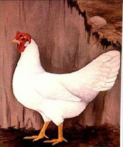 白來航雞 白來航雞