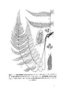 嶽麓山假蹄蓋蕨 嶽麓山假蹄蓋蕨