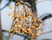 豬苦楝子中毒 豬苦楝子中毒