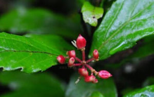 雲南莢蒾 雲南莢蒾