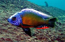 台灣海峽[觀賞魚]