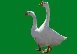 萊陽五龍鵝 萊陽五龍鵝