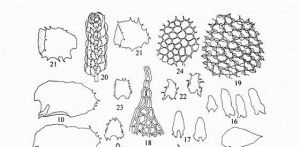 尖瓣光萼苔 尖瓣光萼苔